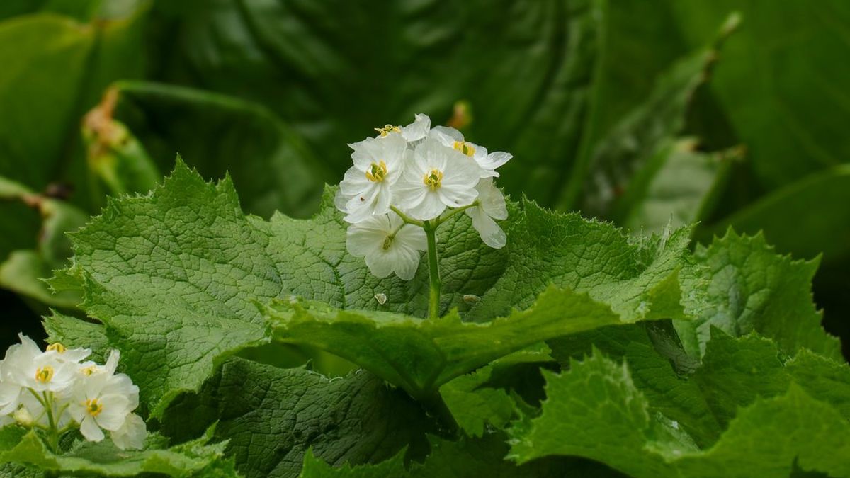 La flor esqueleto tiene la capacidad para volverse transparente cuando llueve.