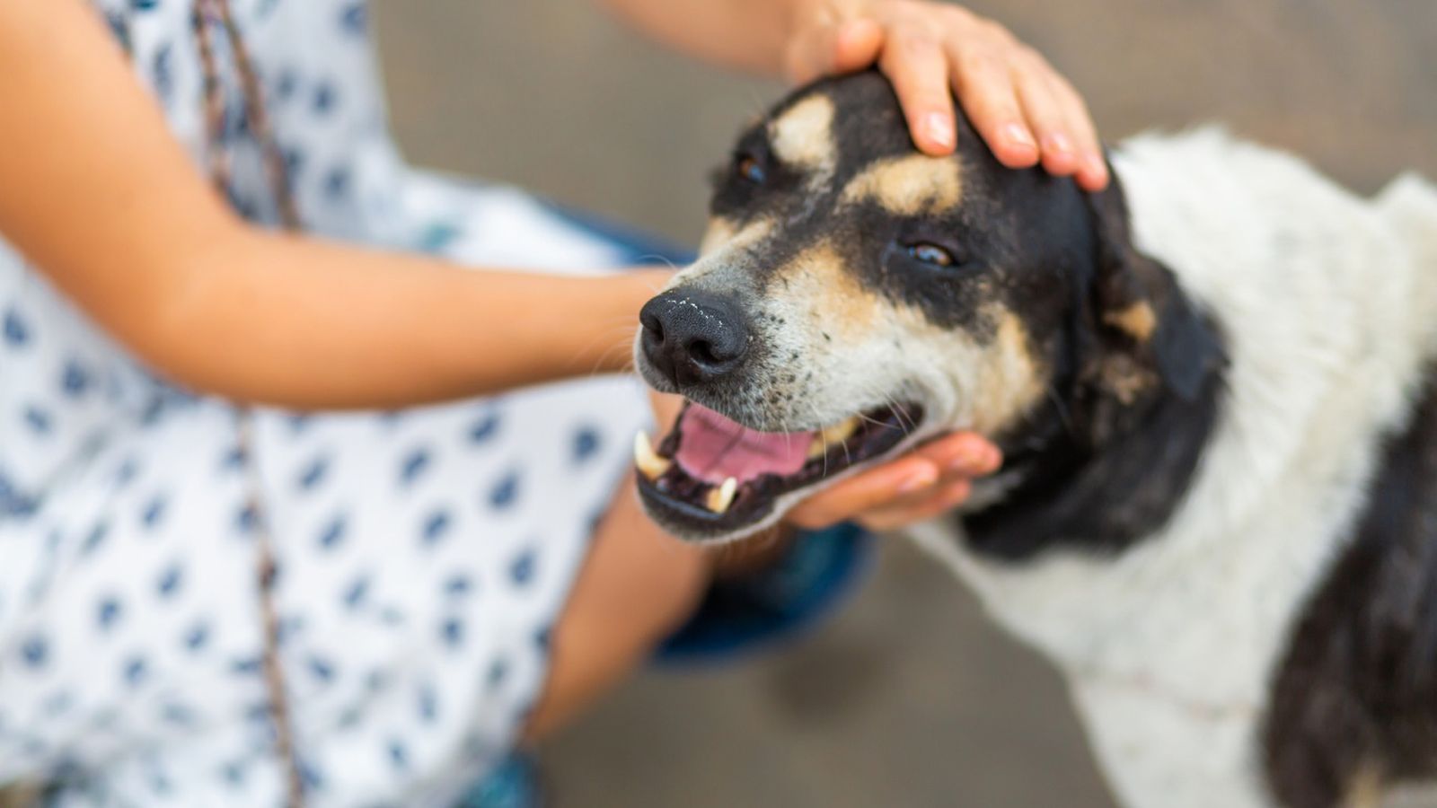 La regla 3-3-3 facilita la adaptación de mascotas adoptadas.