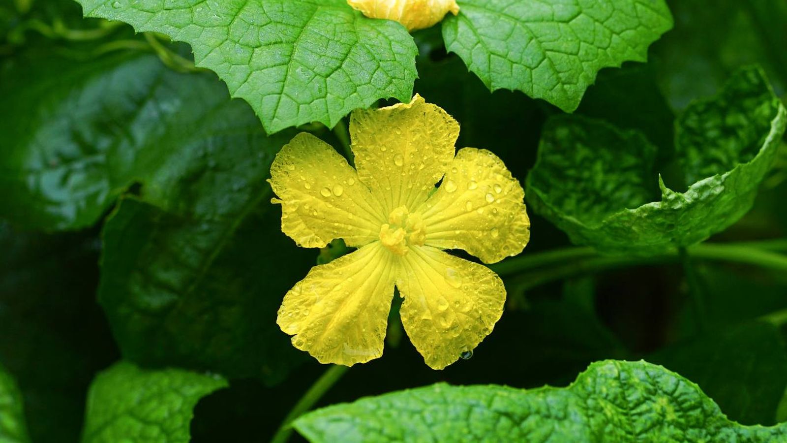 Floración de Luffa aegyptiaca Floración de Luffa aegyptiaca