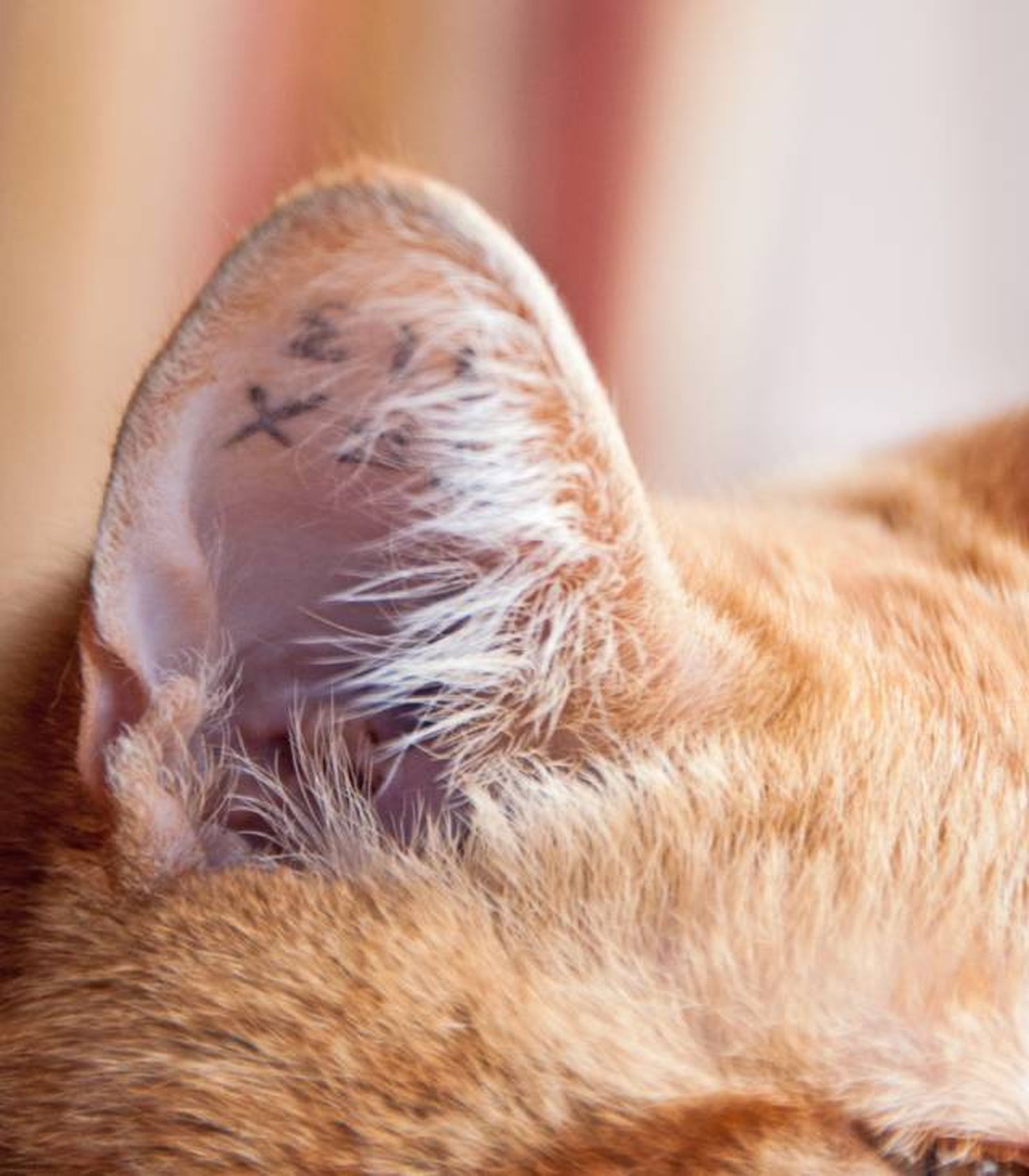 tatuajes en animales sistema de identificacion tatuajes en animales sistema de identificacion