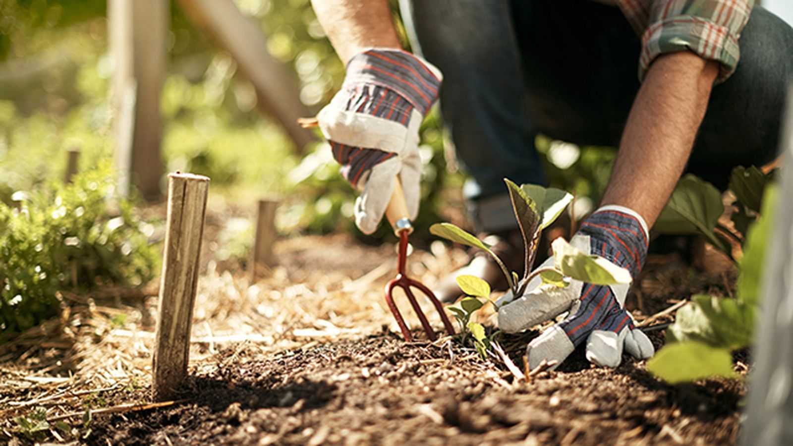 Unos guantes de calidad son un básico para todo aficionado a la jardinería Unos guantes de calidad son un básico para todo aficionado a la jardinería