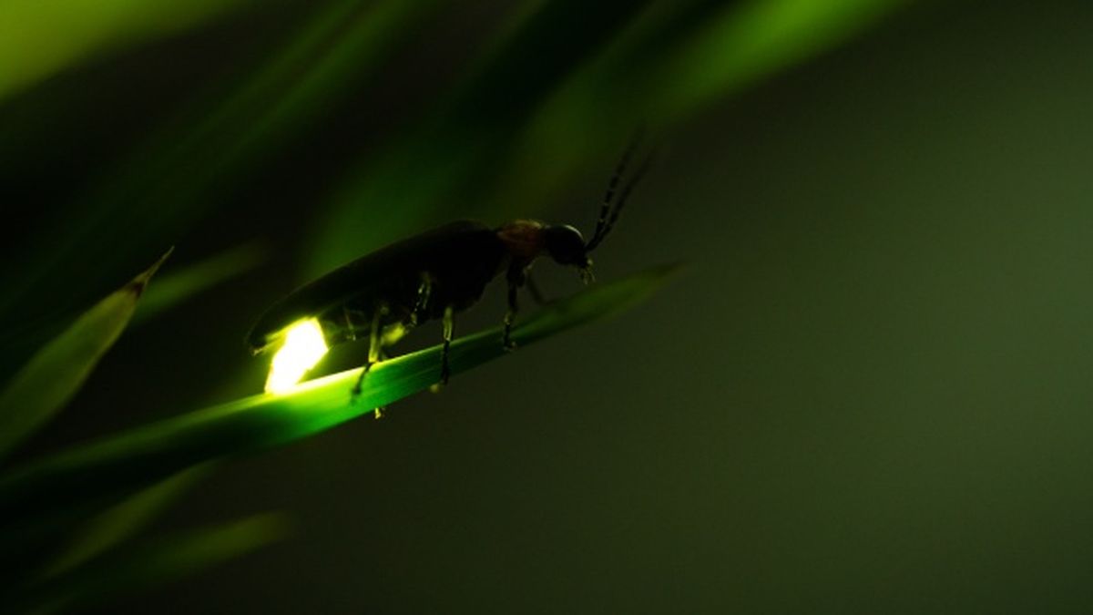 animales nocturnos luciernaga