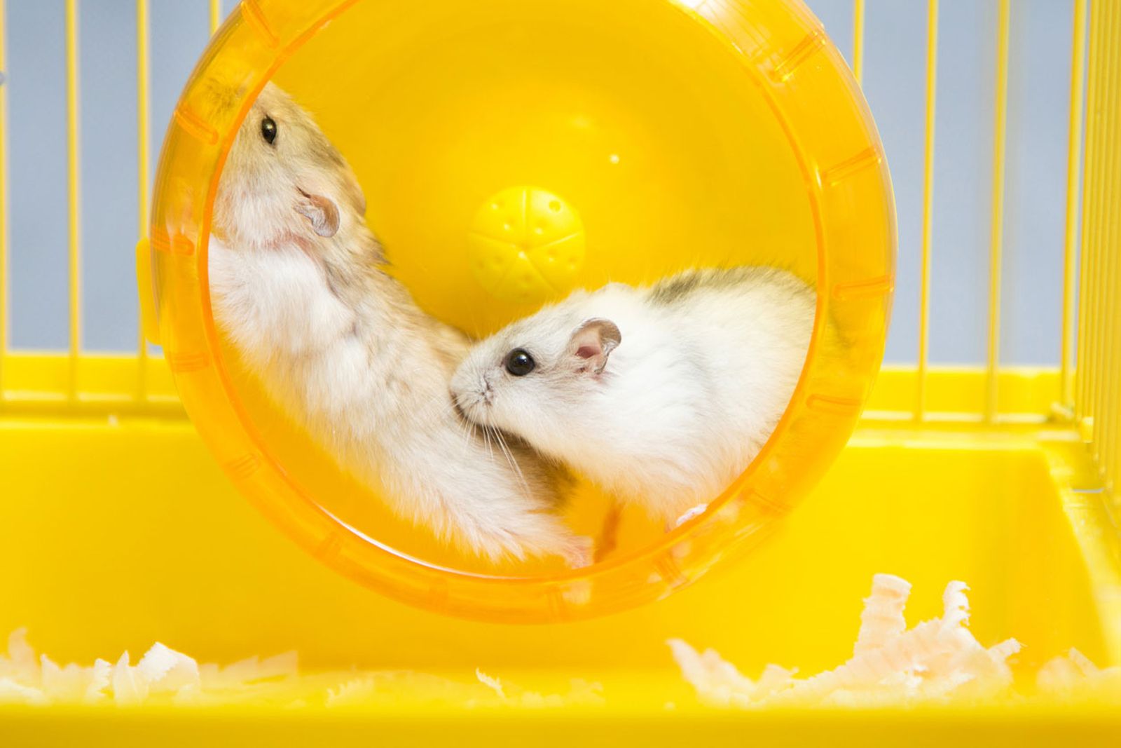 hamster rueda hamster rueda