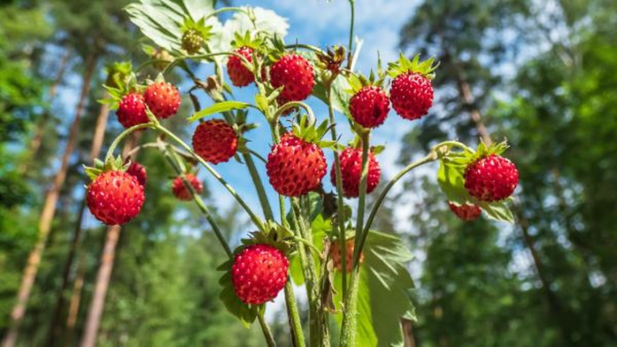 Diferencias entre fresa fresón