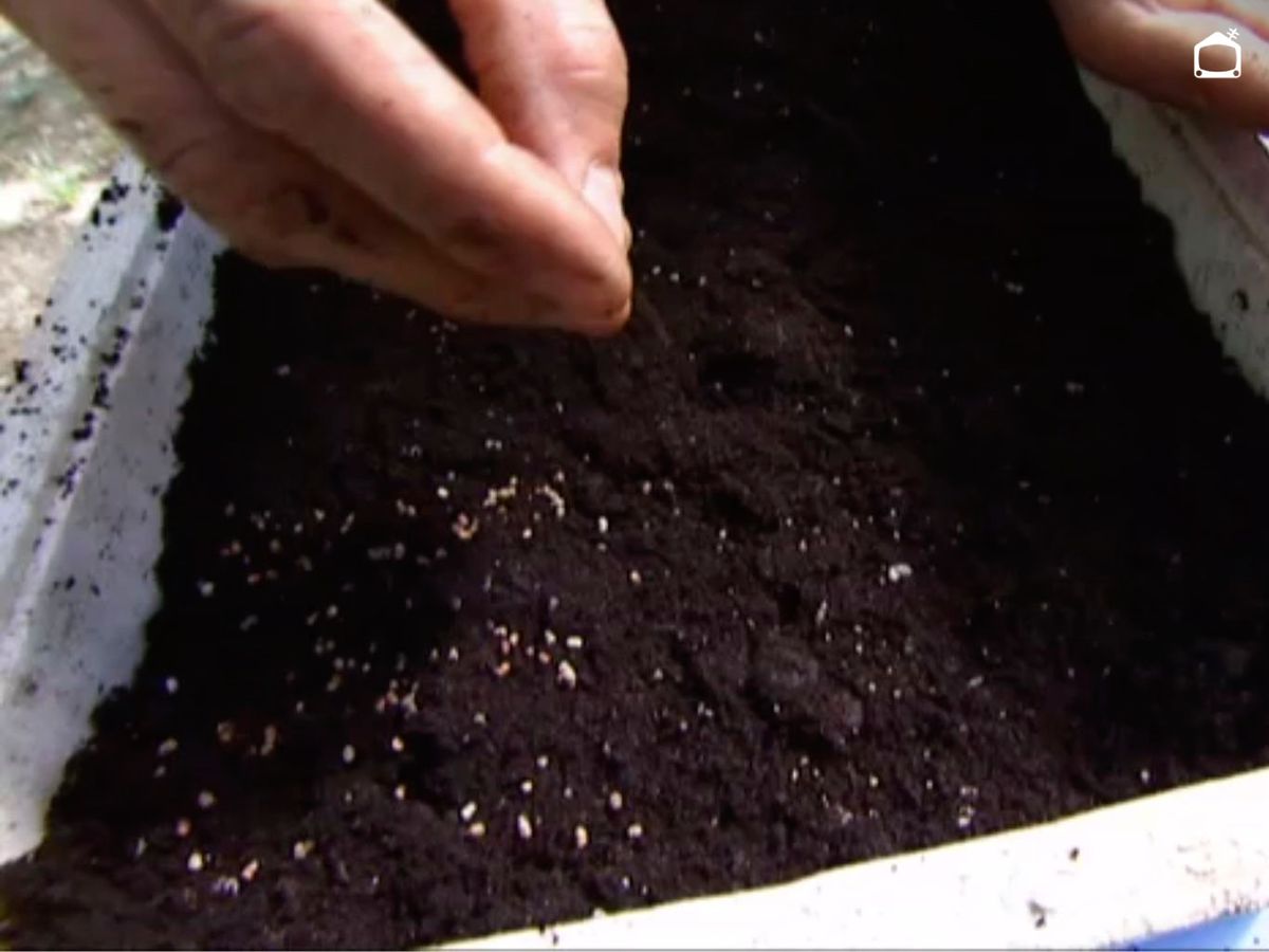 Siembra de las semillas.