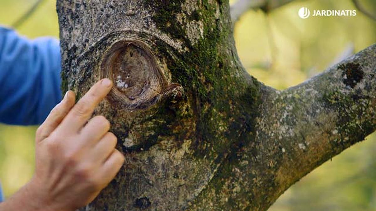 brico 0896 jardin proteger tras poda paso 2