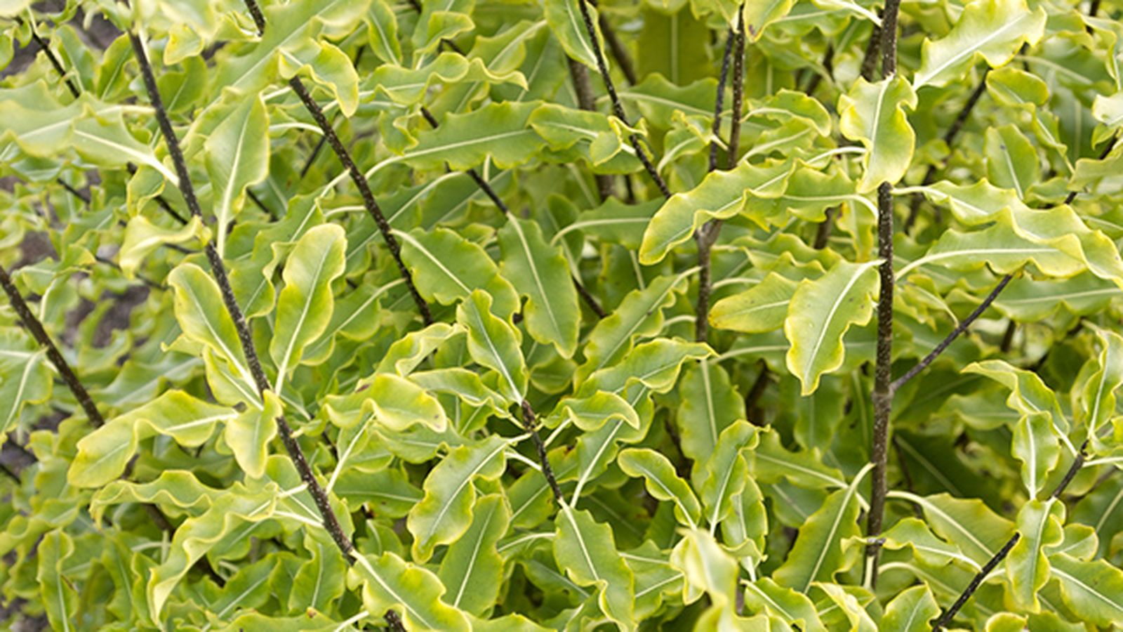 poda de arbusto pittosporum tenuifolium poda de arbusto pittosporum tenuifolium