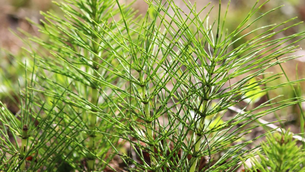 Plantas que mejoran el suelo: Cola de caballo