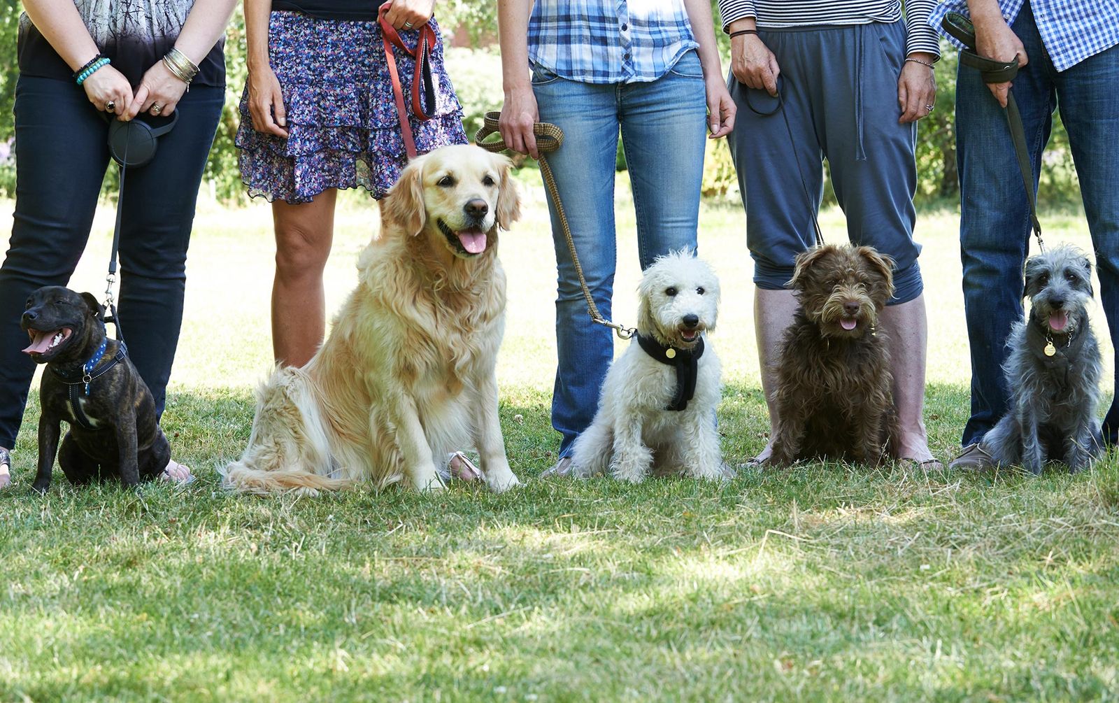 mascotas perros respuestas dudas