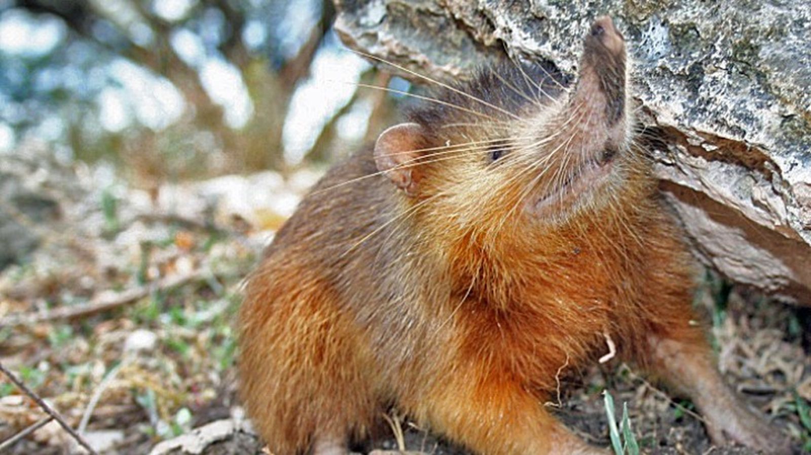 mamiferos venenosos solenodonte mamiferos venenosos solenodonte