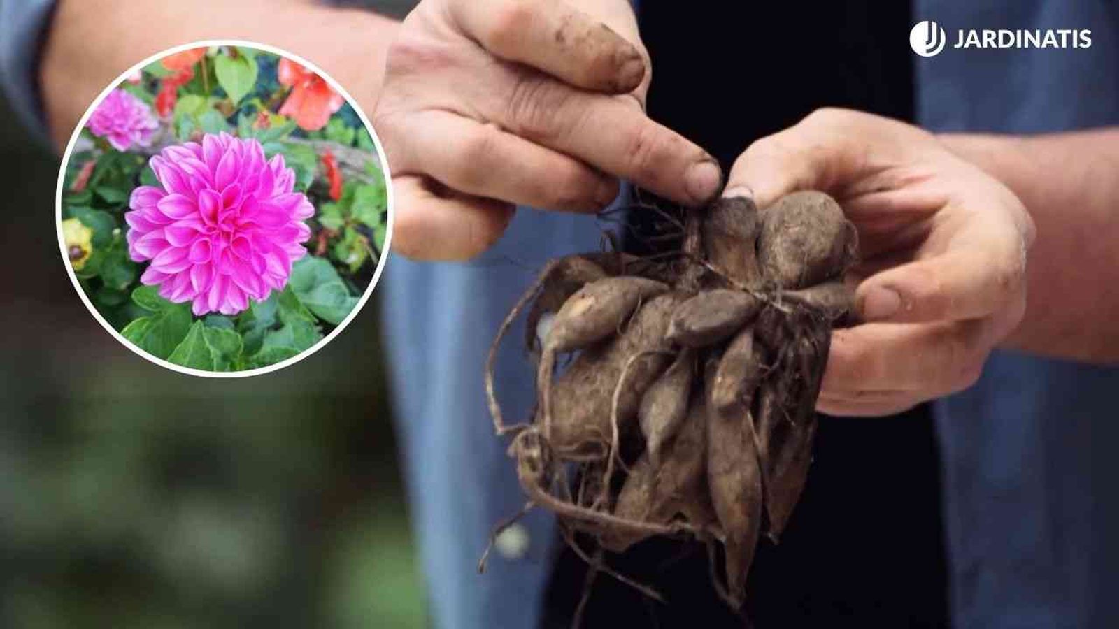Plantar dalias es muy sencillo