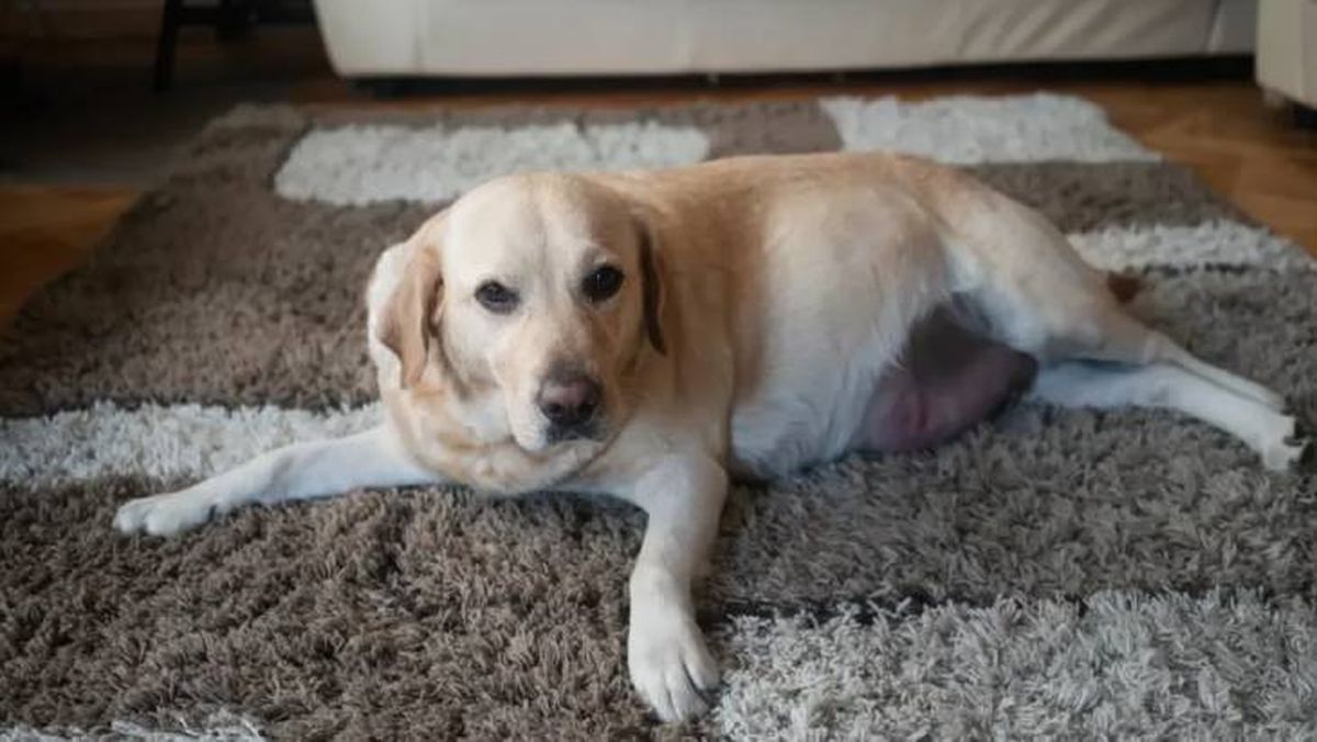 cuanto dura el embarazo de una perra 3 (1)