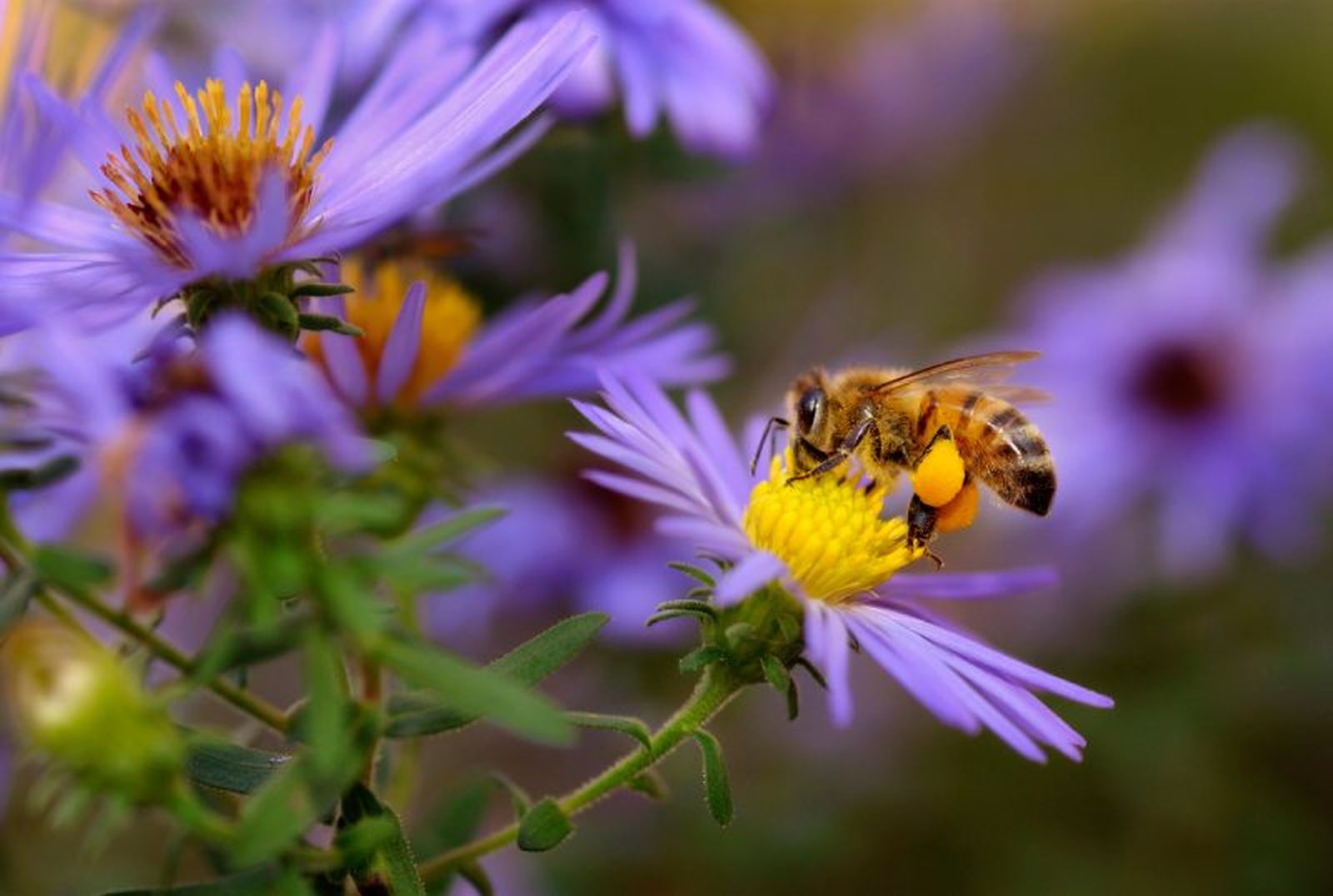 Abeja en una flor de áster Abeja en una flor de áster