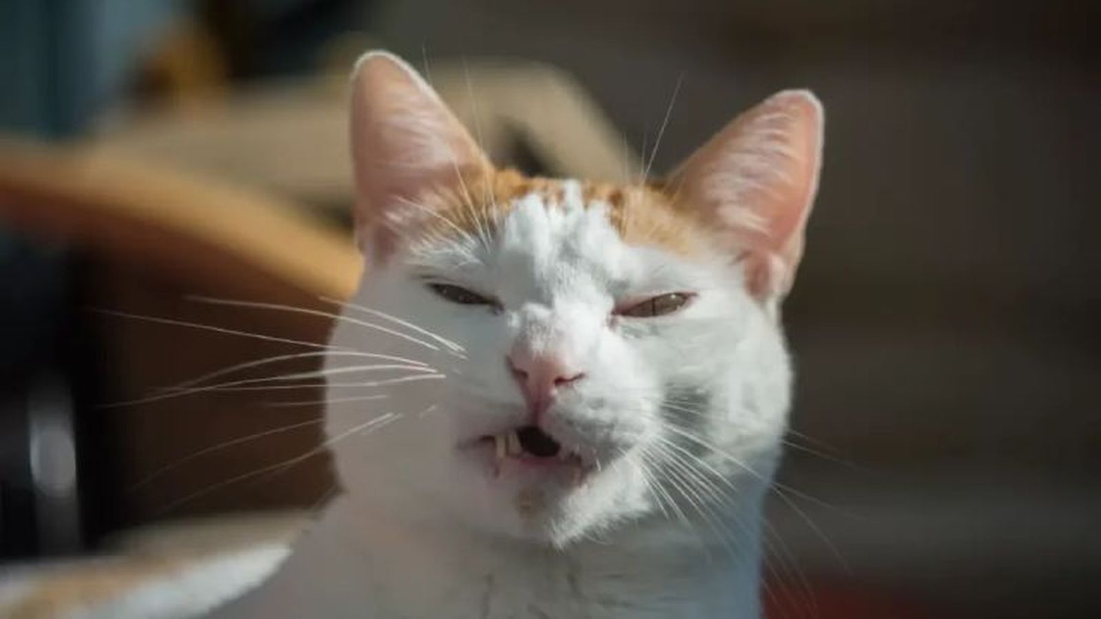 mi gato estornuda mucho 1