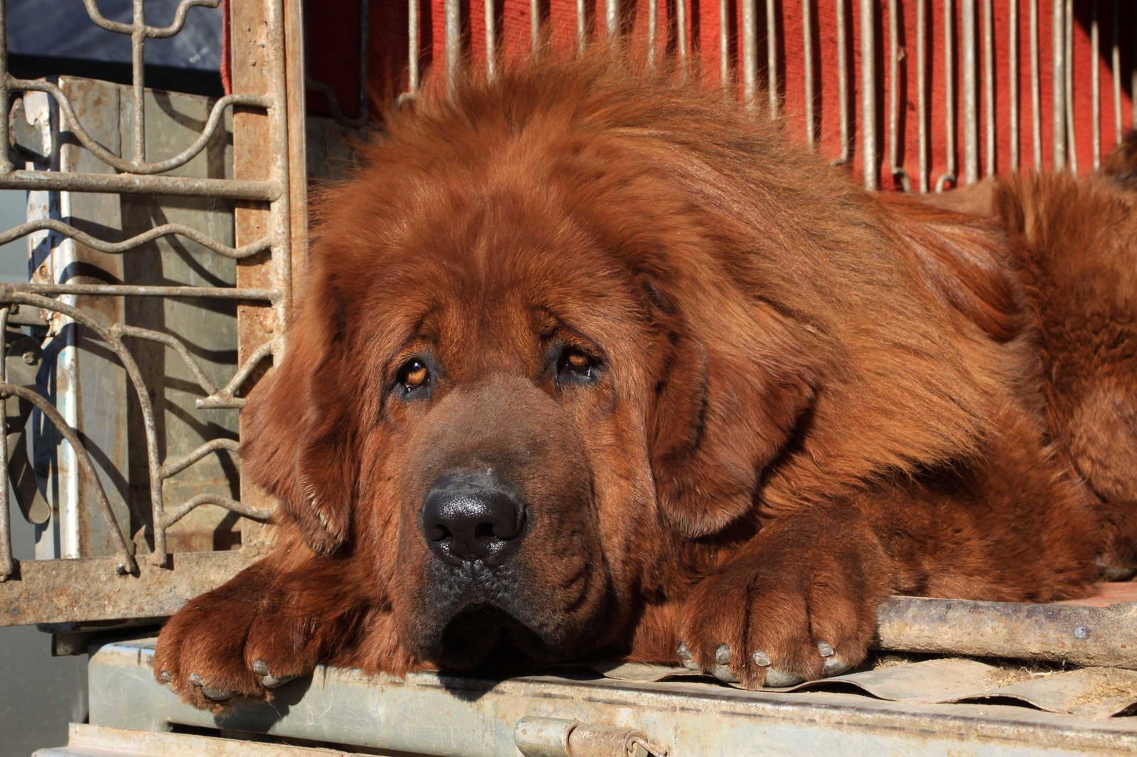Dogo del Tíbet o mastín tibetano 3 Dogo del Tíbet o mastín tibetano 3
