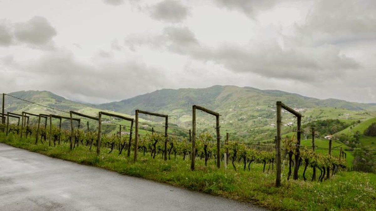 viñedos de txakoli