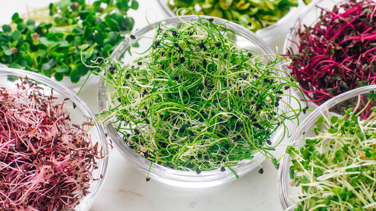 Los microvegetales tienen muchos nutrientes, lo que los hace esenciales en una dieta equilibrada Los microvegetales tienen muchos nutrientes, lo que los hace esenciales en una dieta equilibrada