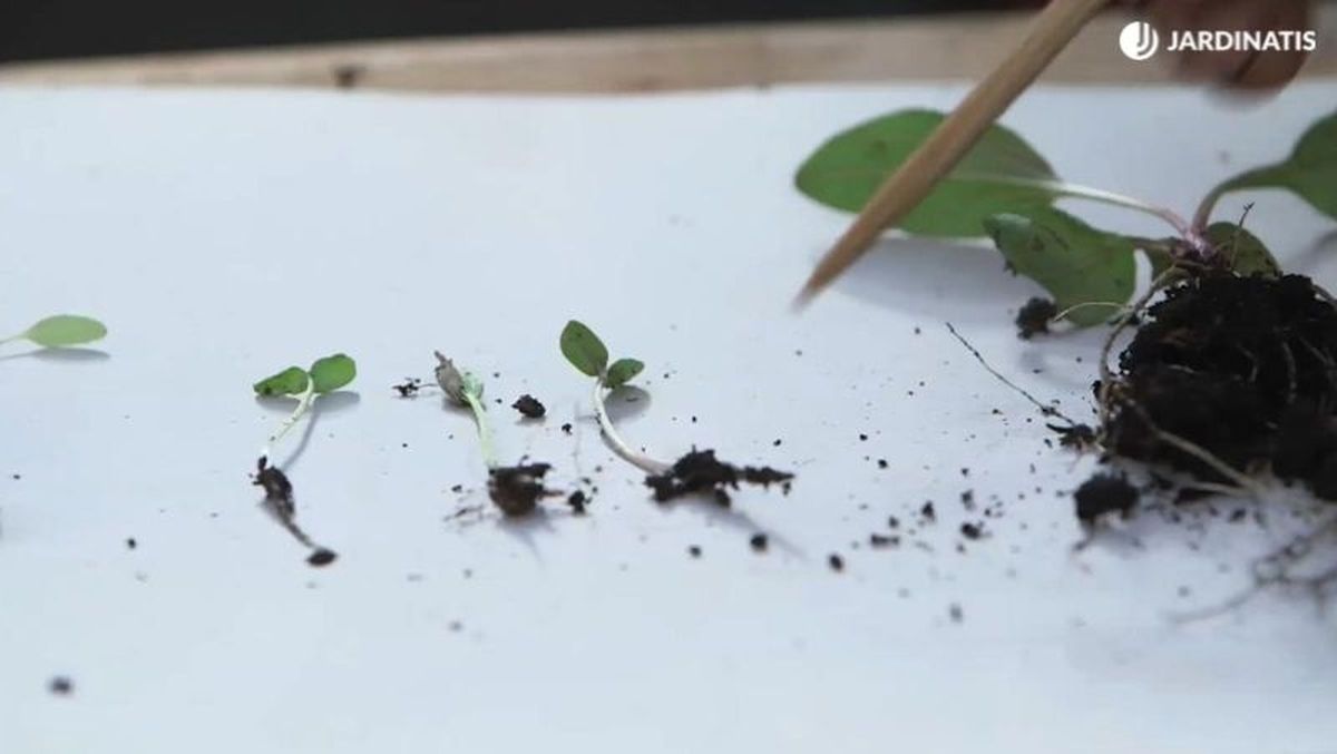 Espera hasta que desarrollen las dos o cuatro primeras hojas verdaderas