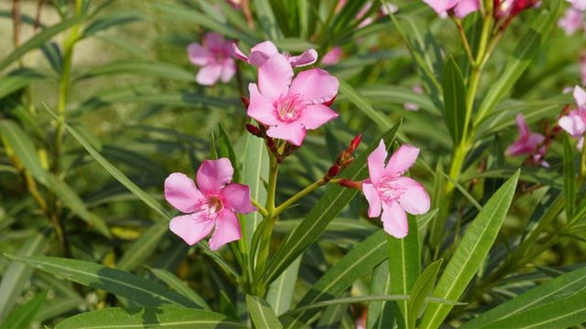 nerium oleander flores