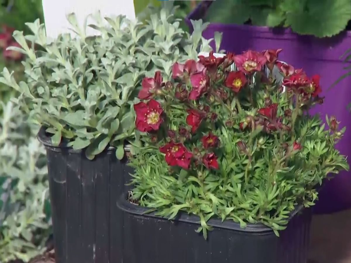 Saxifraga y Cerastium tomentosum.