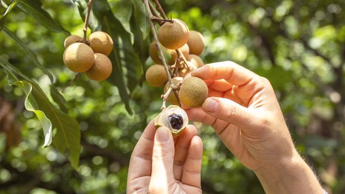 Fruto longan en árbol