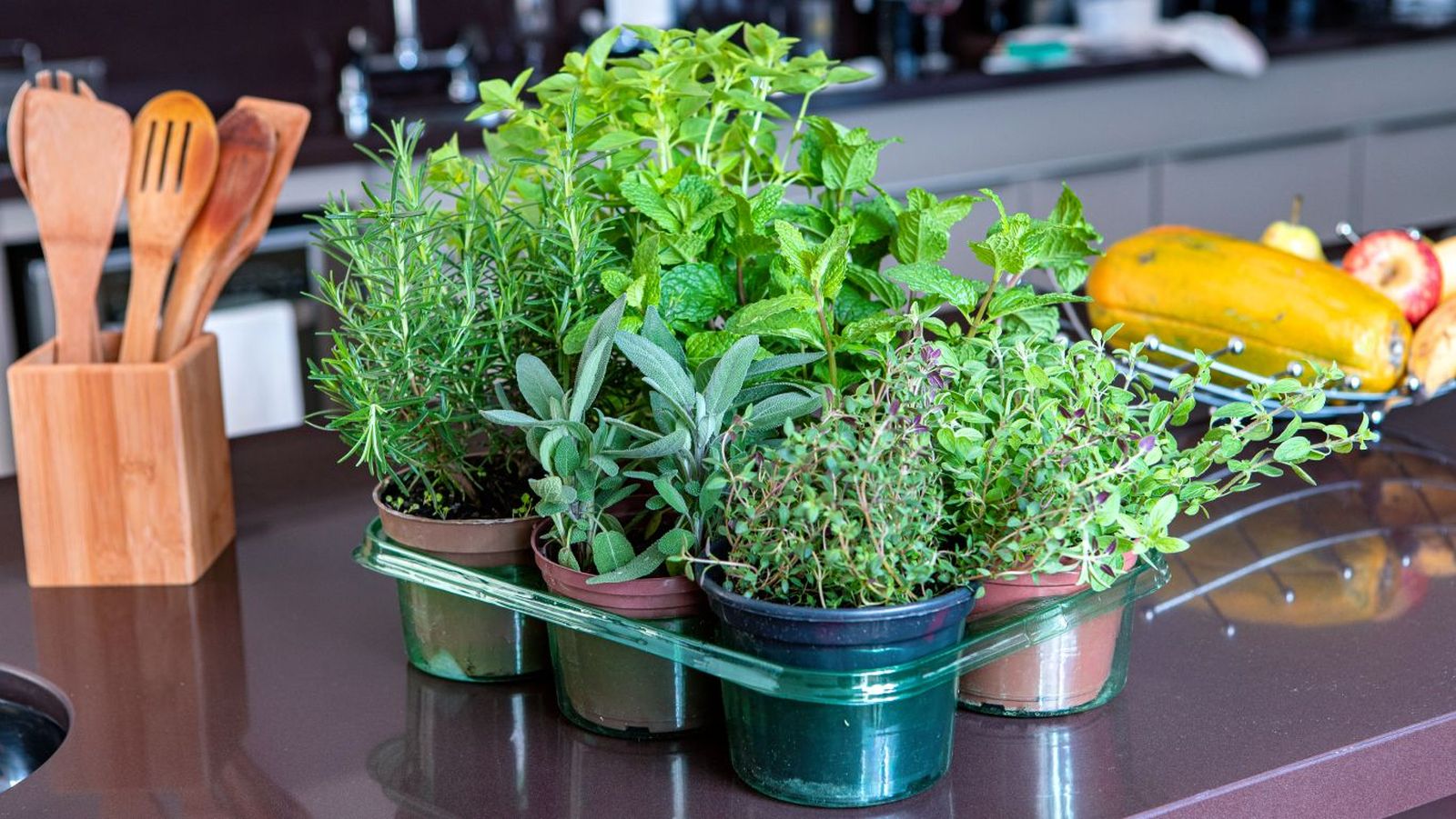 Plantas aromáticas en macetas