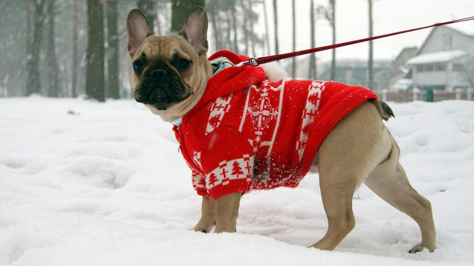 consejos piel perro invierno 1 consejos piel perro invierno 1