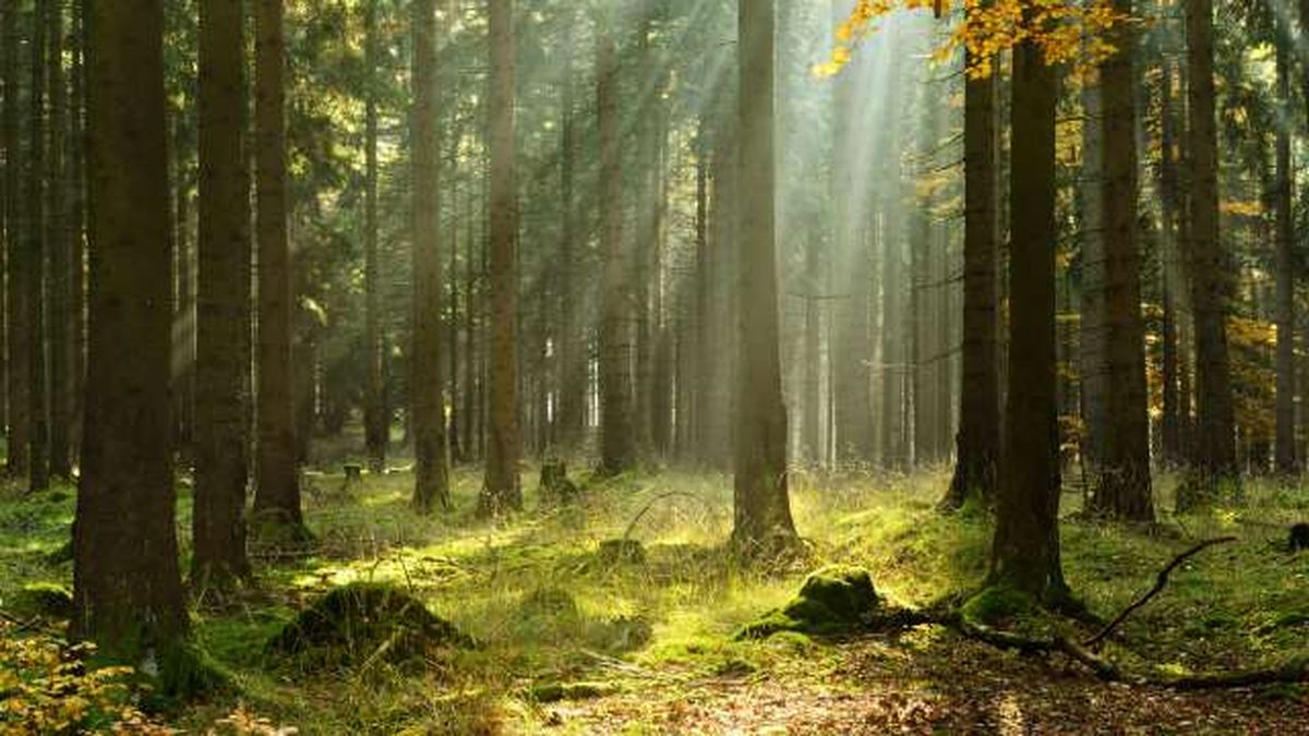 razones se mueven las plantas