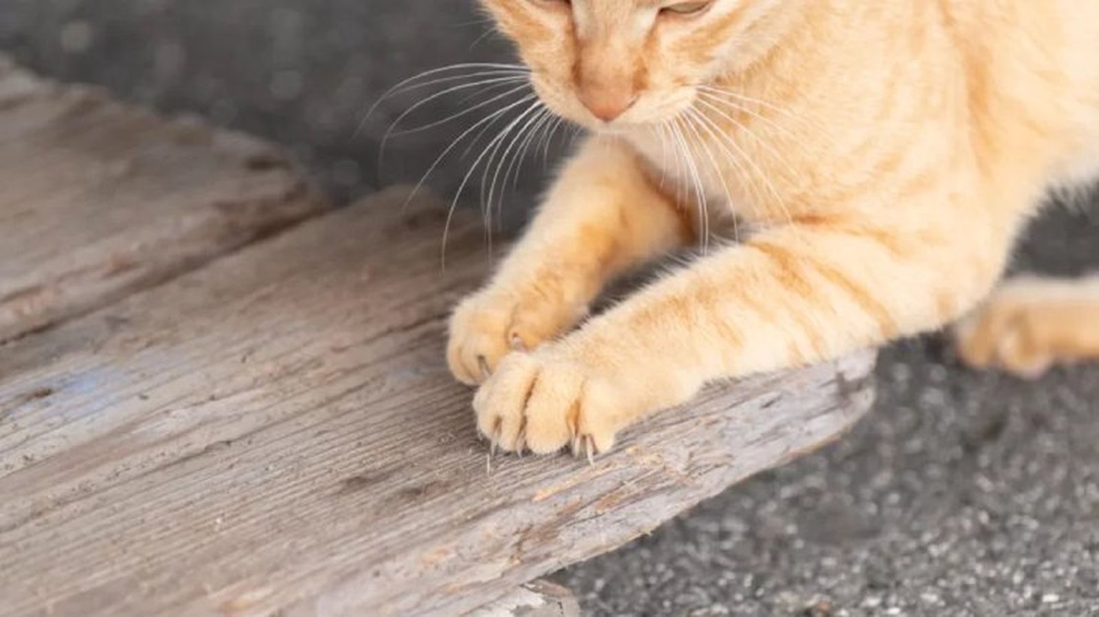 como cortarle las unas a un gato 6 como cortarle las unas a un gato 6