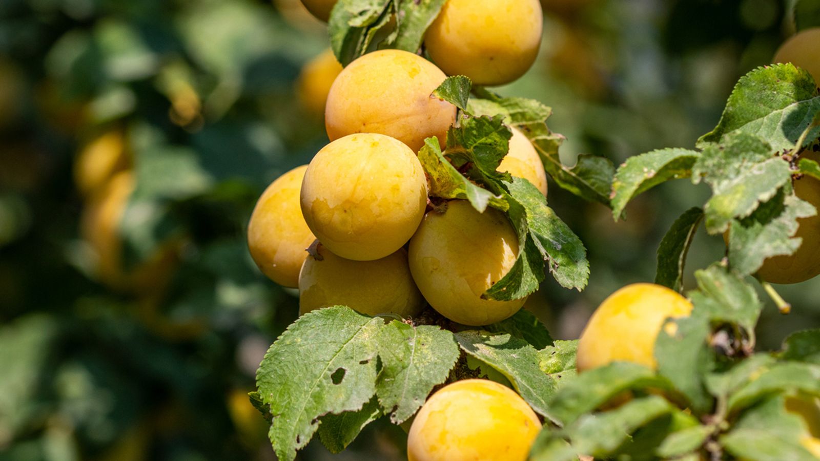 variedad ciruelo mirabelles variedad ciruelo mirabelles