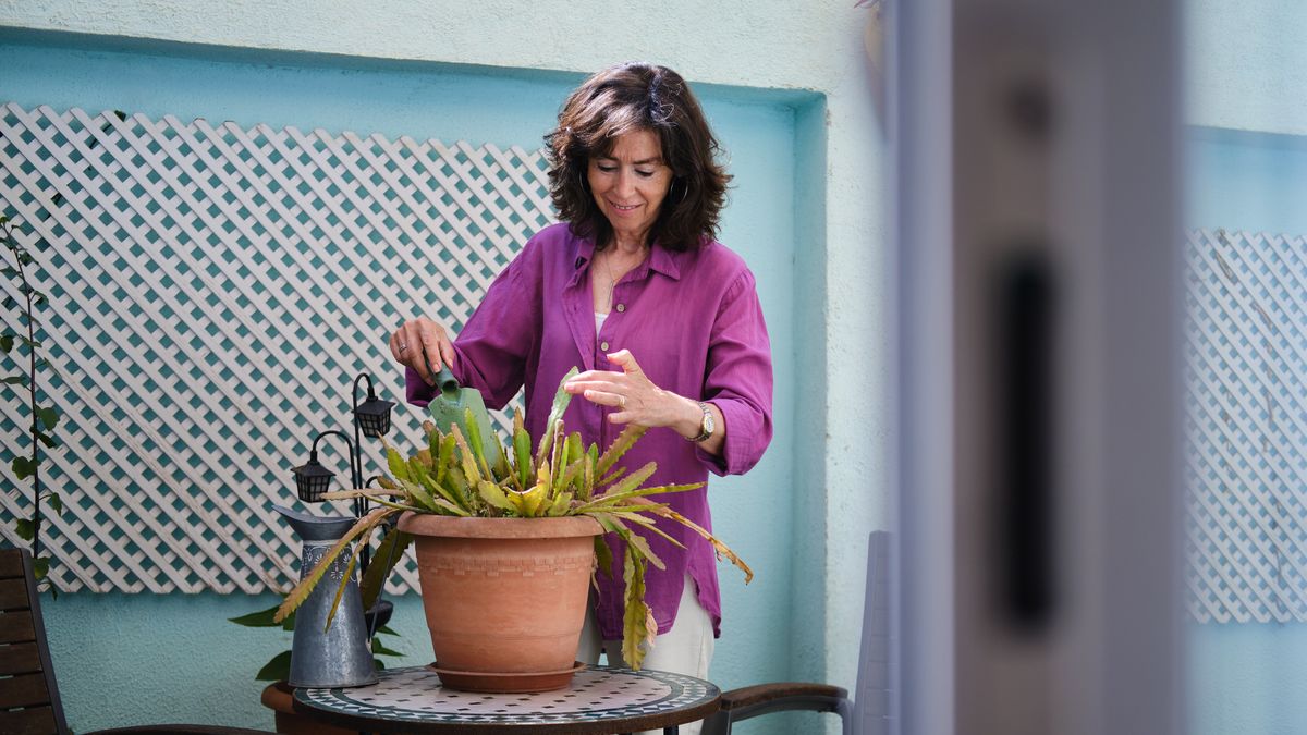 El cultivo en maceta requiere mayor cuidado