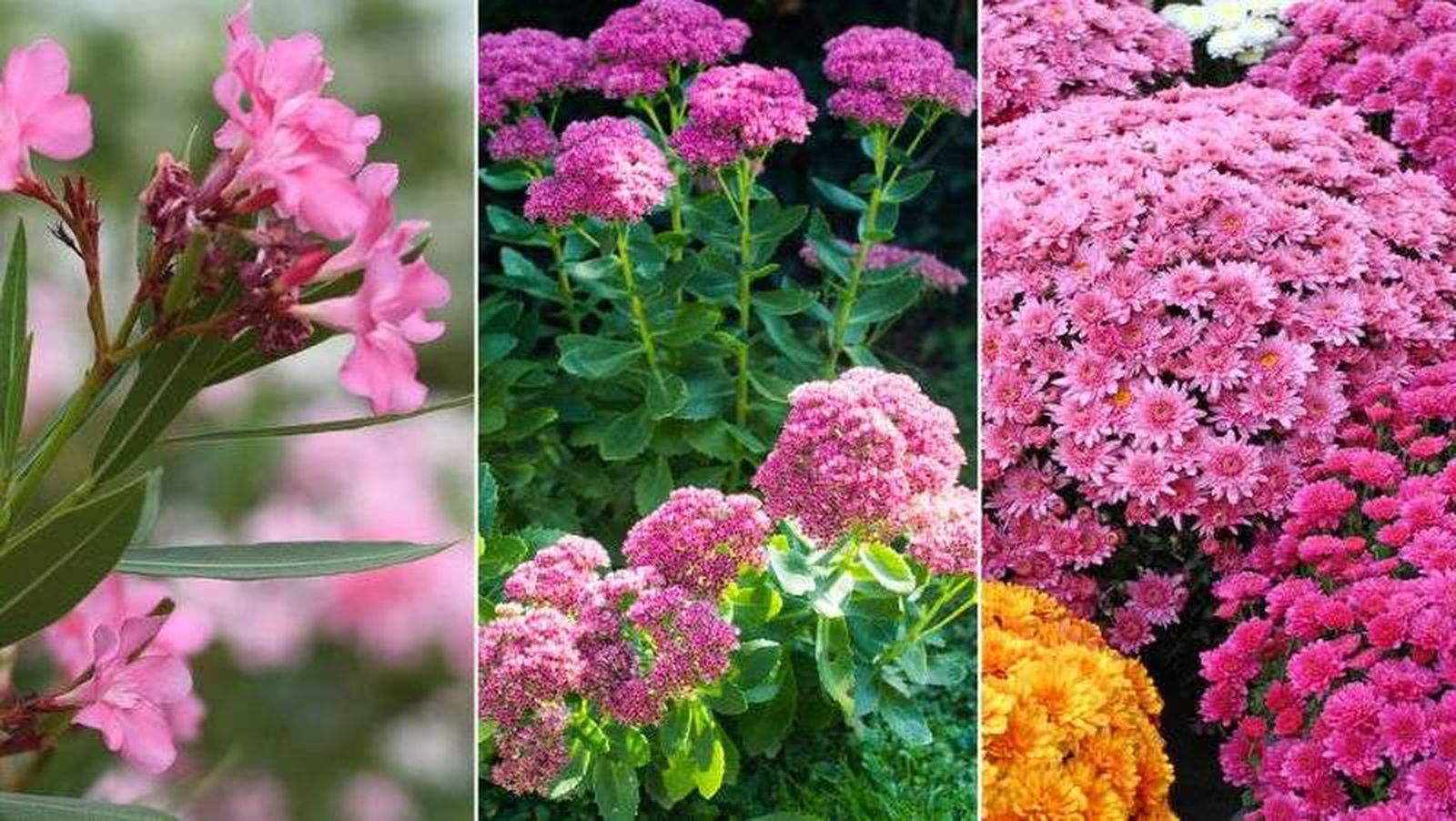 De izq. a drcha.: adelfa, sedum de otoño y crisantemo De izq. a drcha.: adelfa, sedum de otoño y crisantemo