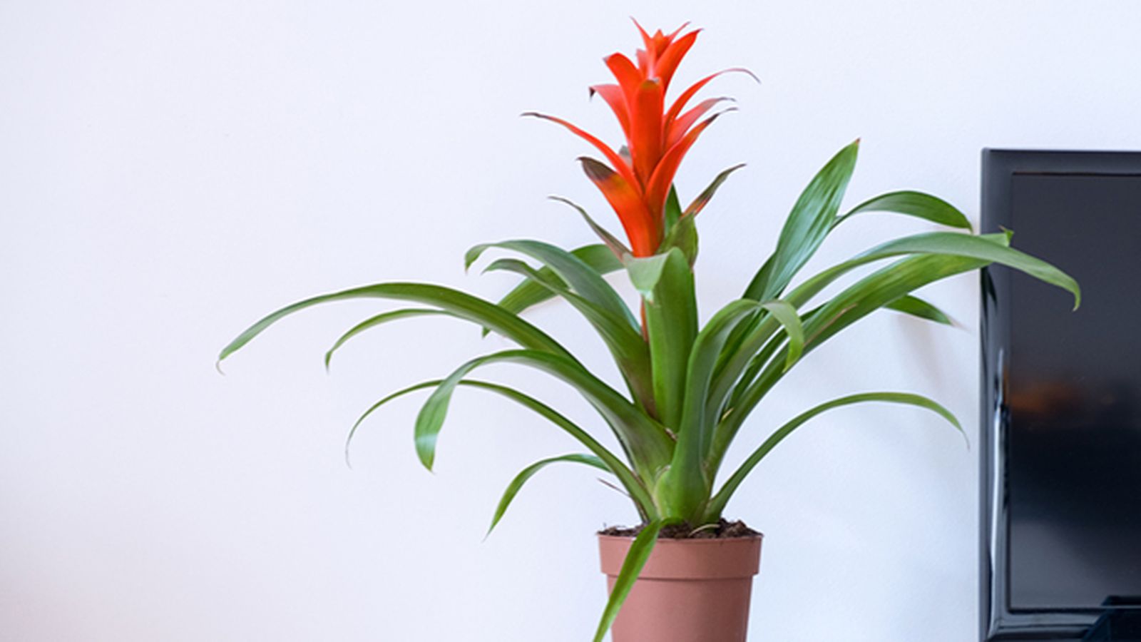 cuidados caracteristicas guzmania planta flor cuidados caracteristicas guzmania planta flor