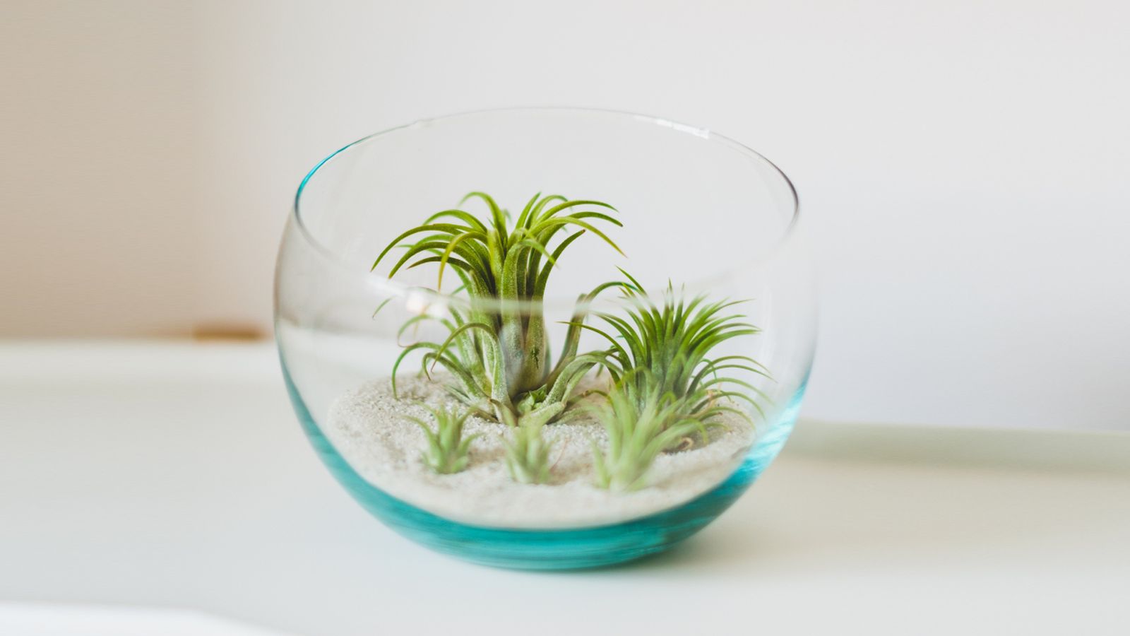 plantas aereas decoracion