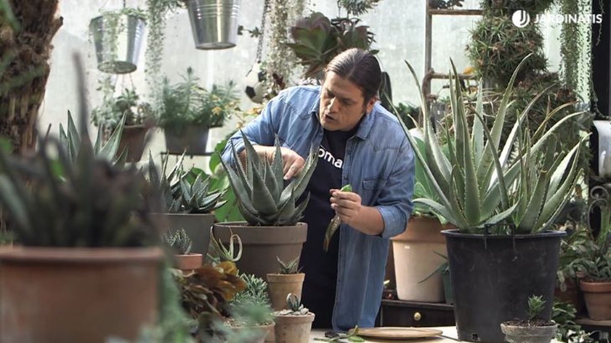 coleccion de aloes de inigo segurola