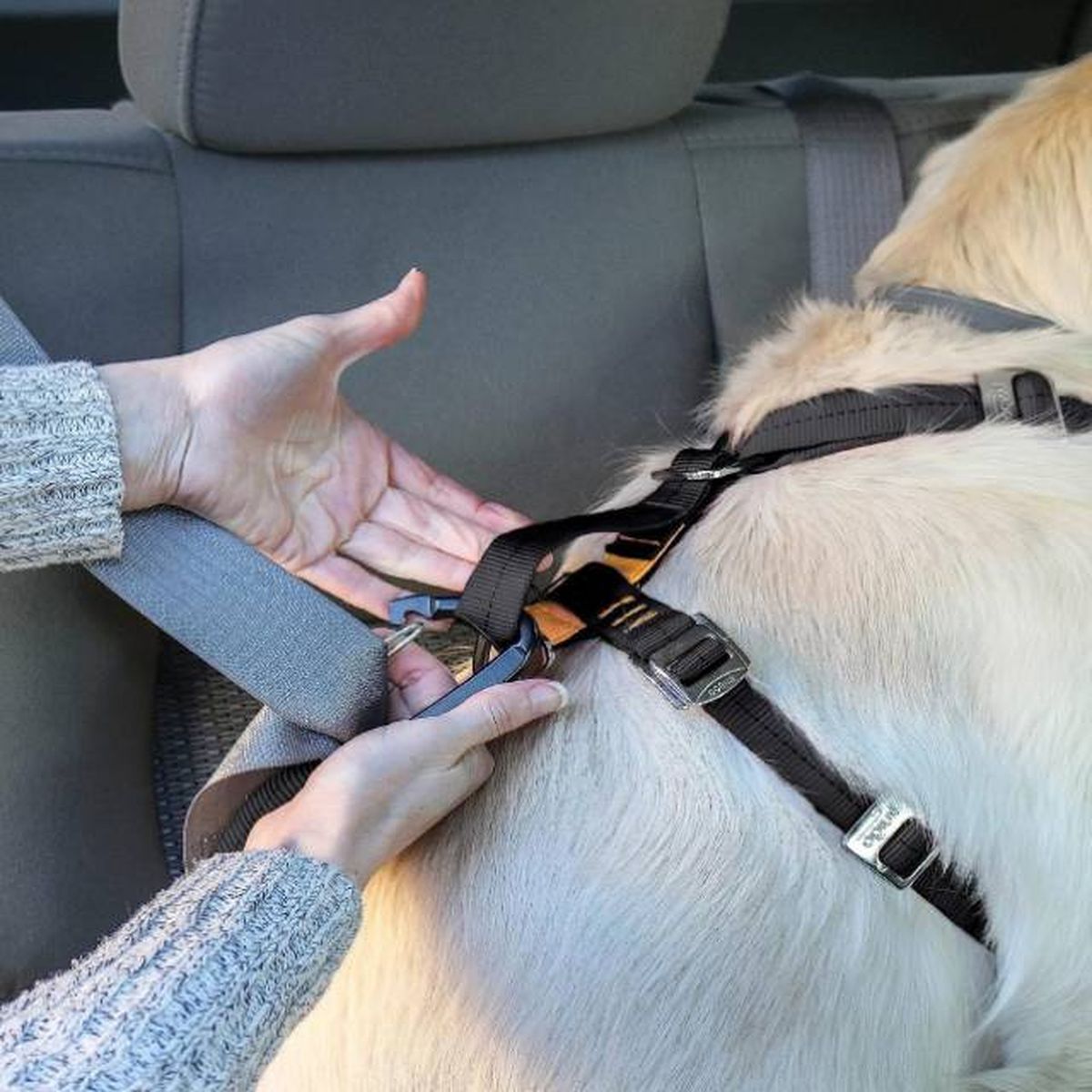 arneses de seguridad para perros viajar en coche