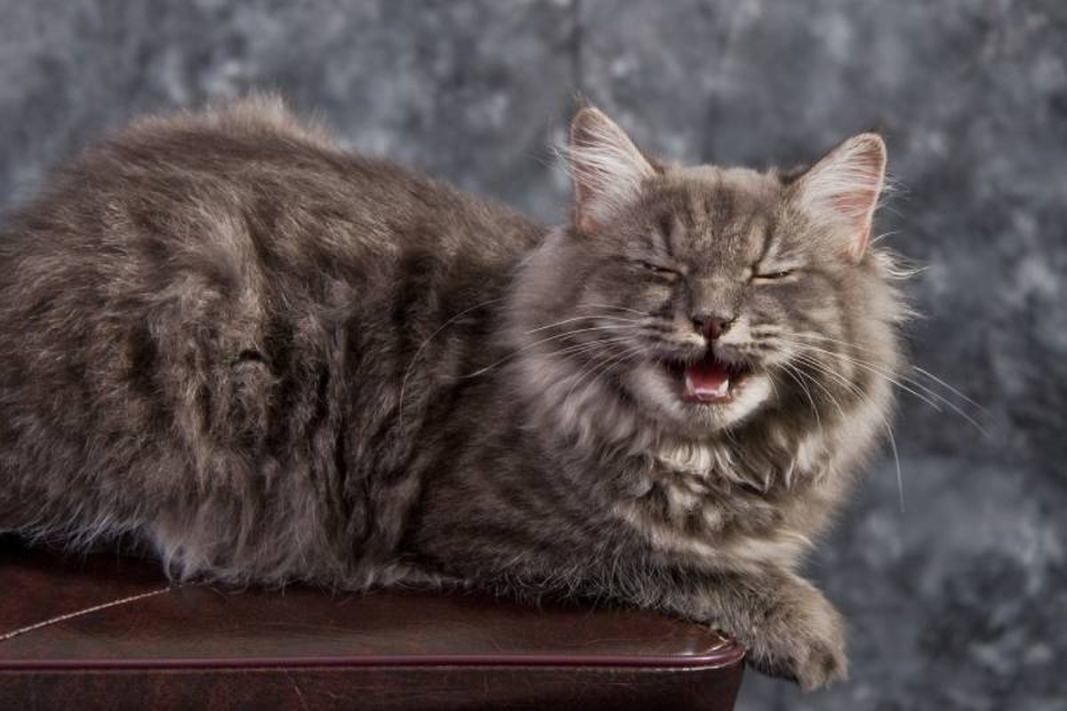 Es importante que nunca le prohíbas ni le castigues por maullar, es su forma de comunicarse contigo.