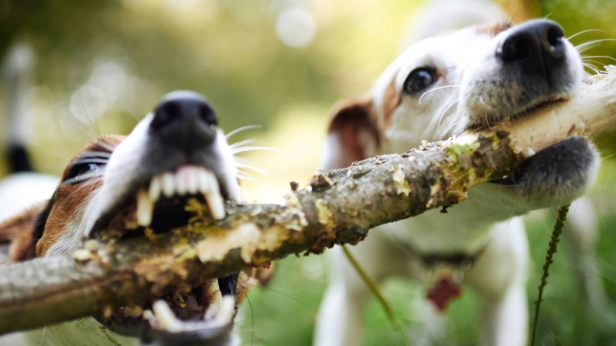 Cómo enseñar la inhibición de la mordida paso a paso