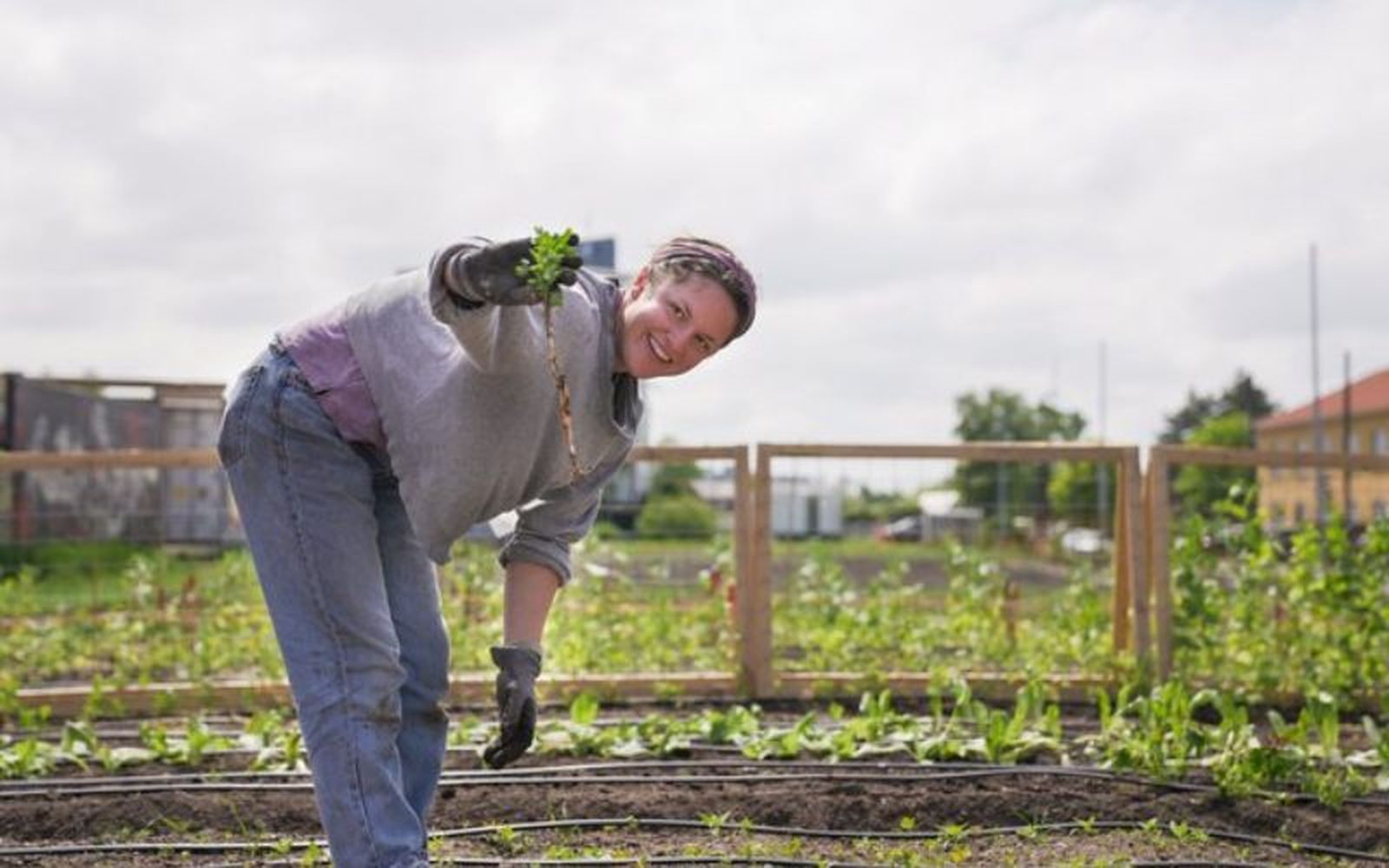 Si ayudas en un huerto urbano de Copenhague, podrás disfrutar de una comida vegetariana gratis Si ayudas en un huerto urbano de Copenhague, podrás disfrutar de una comida vegetariana gratis