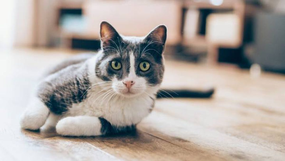 feromonas para gatos 1 (1)