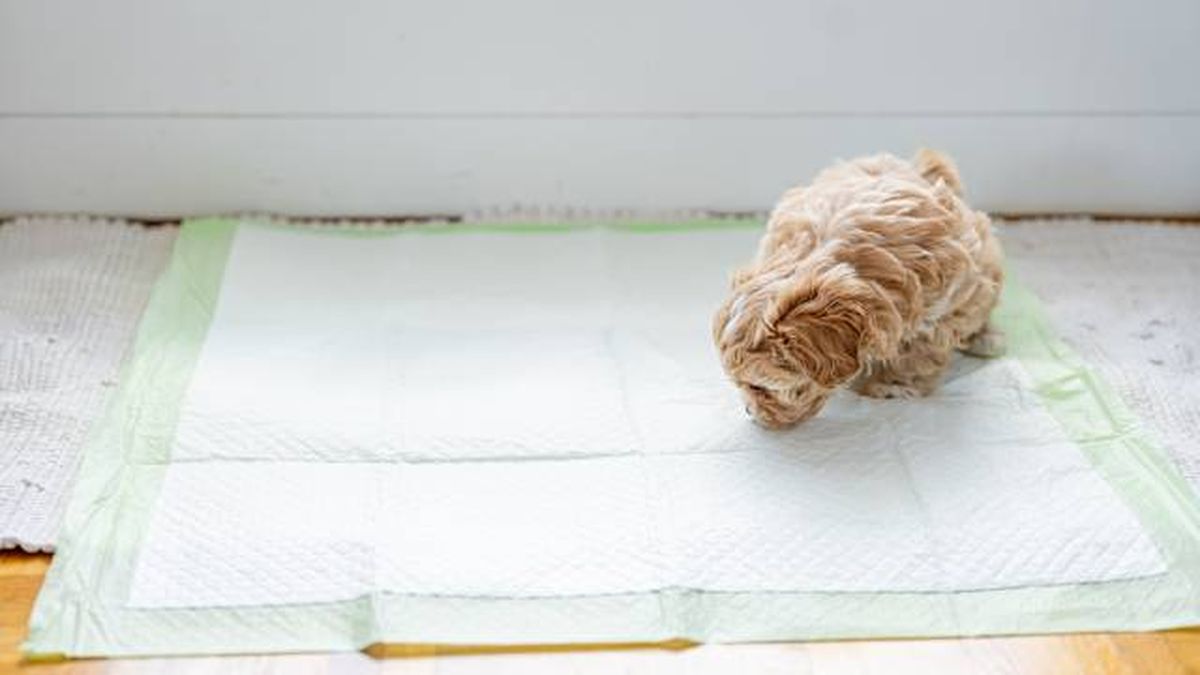 perrito con empapador