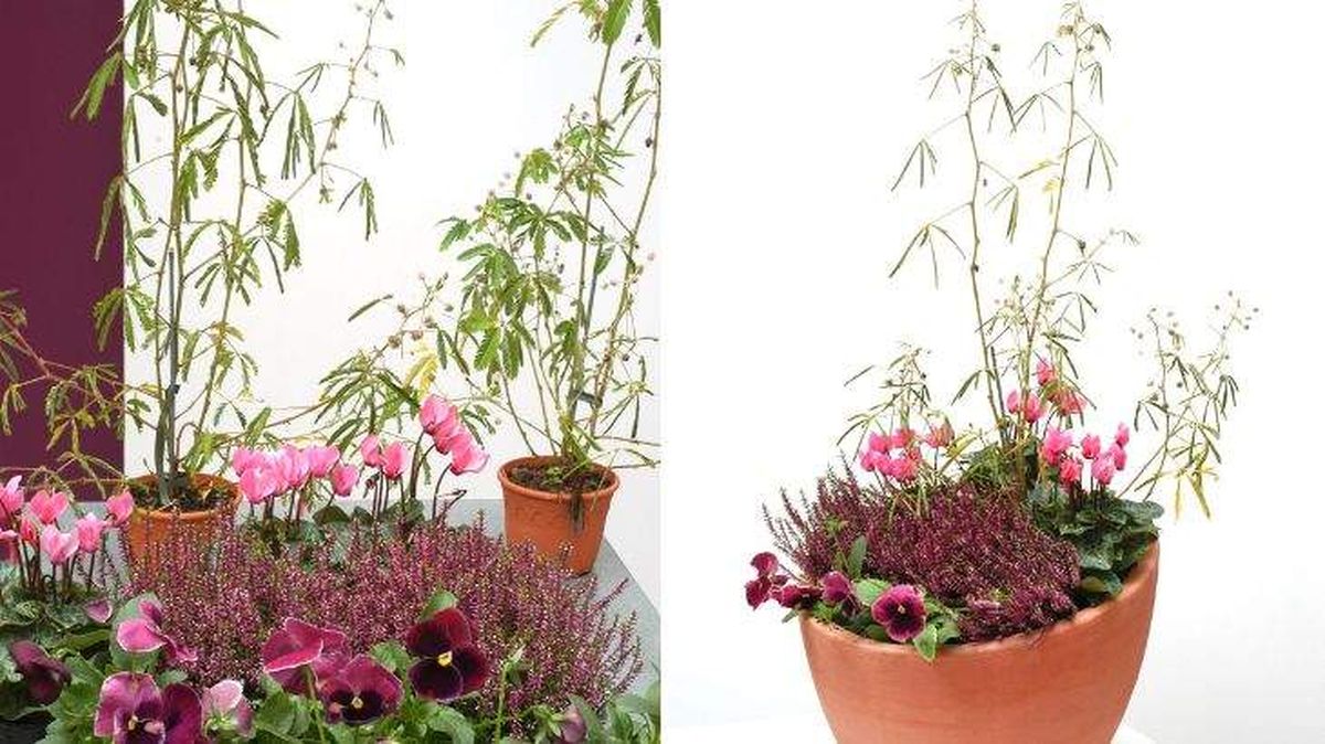 composicion floral mimosa sensitiva ciclamen brezo deco 114