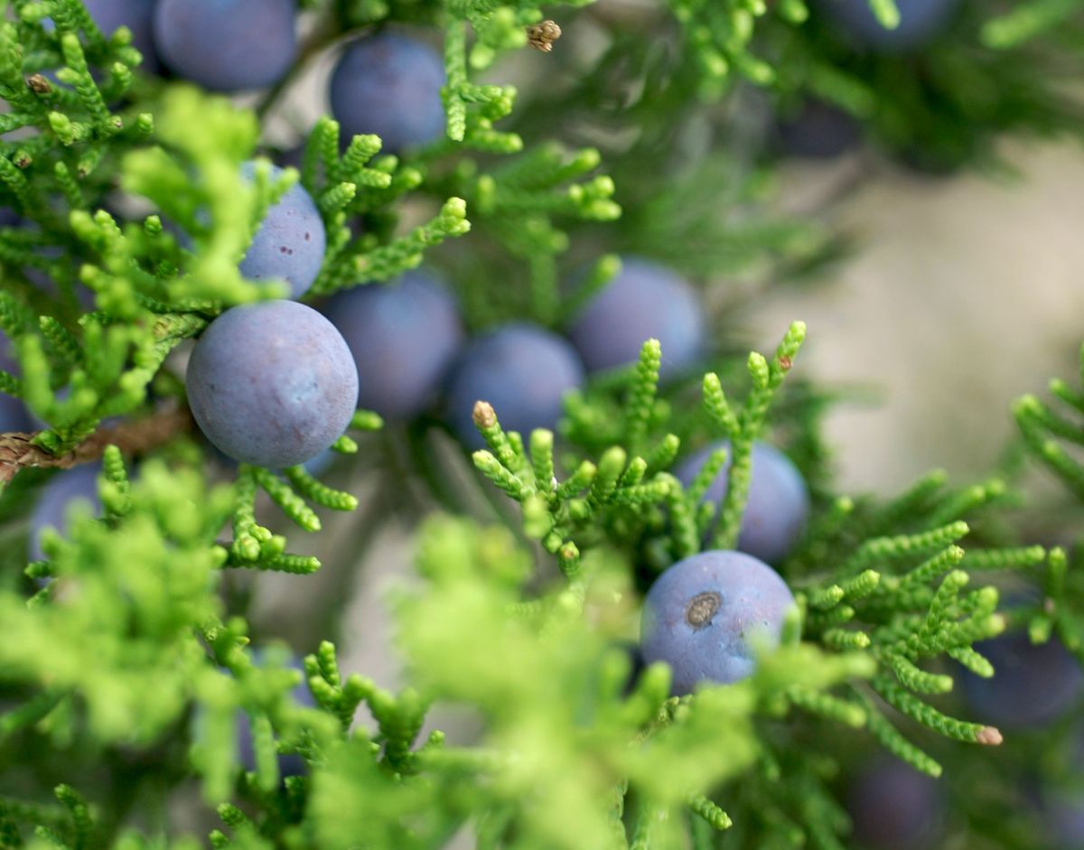 Tipos de enebros o juniperus frutos