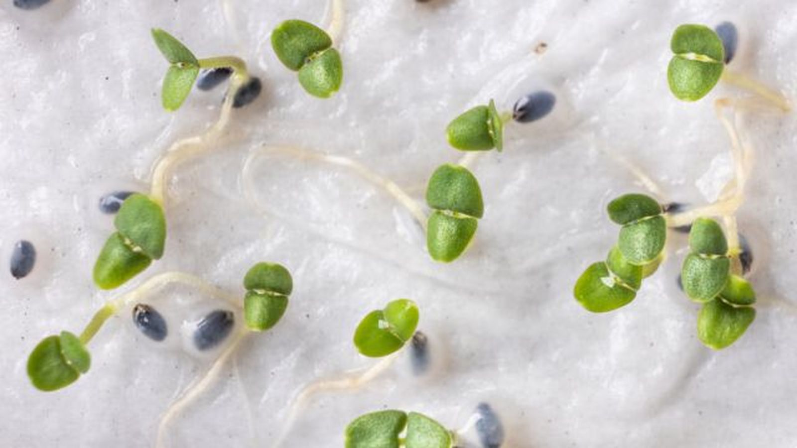 semillas germinando en papel humedecido semillas germinando en papel humedecido