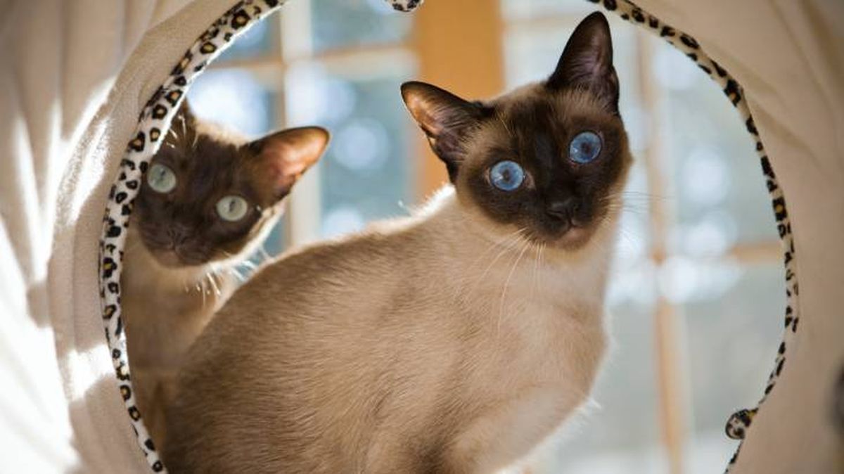 gato siames comportamiento
