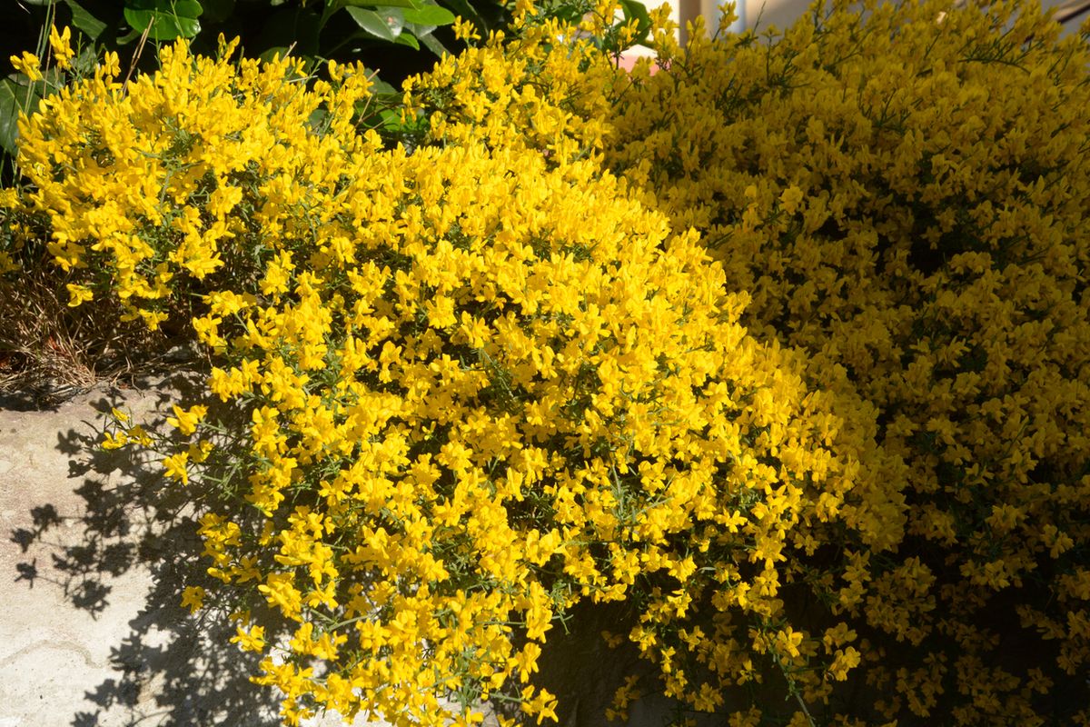 genista arbusto alcanza gran tamano