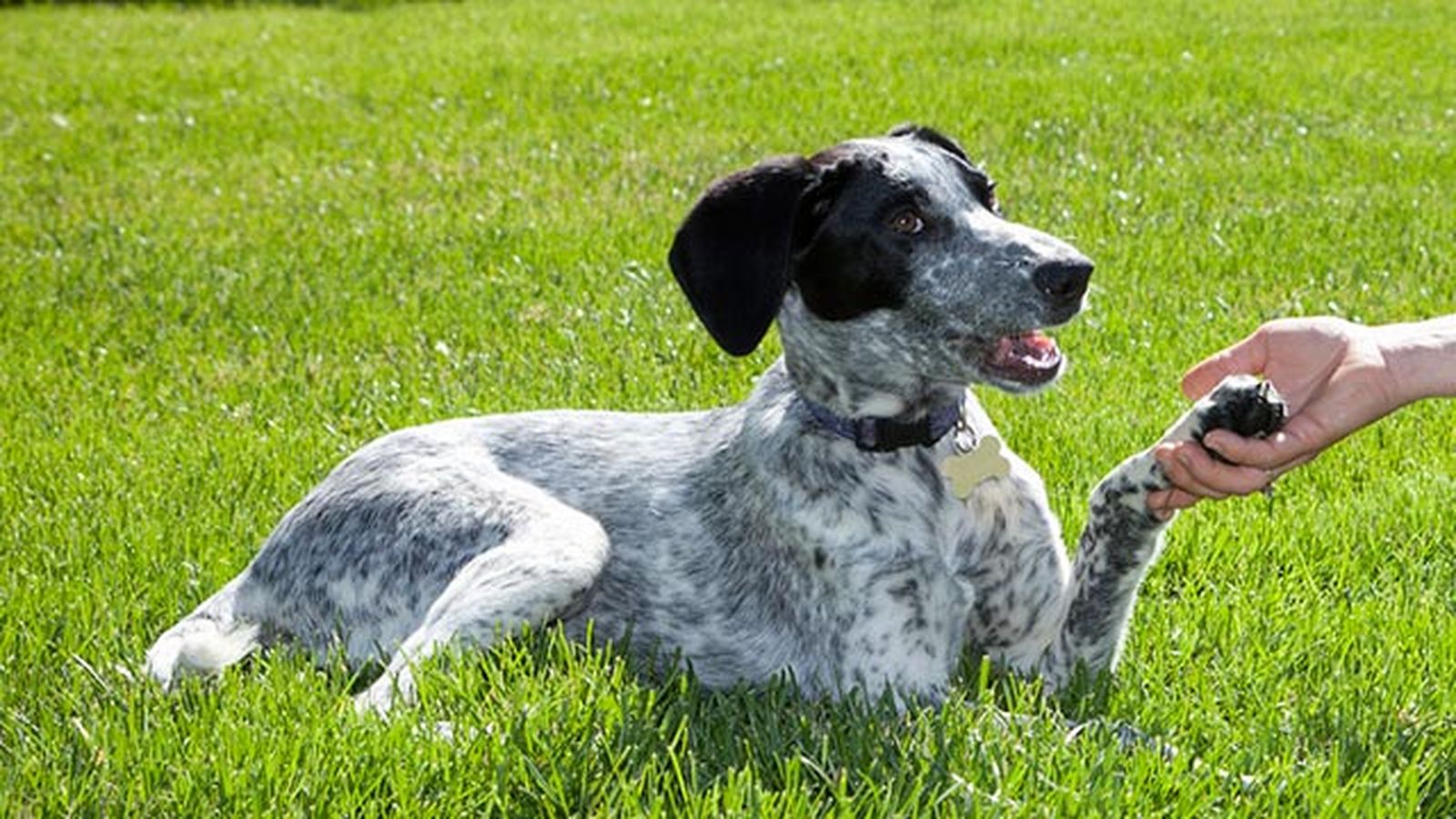 perro eurohound 4 perro eurohound 4