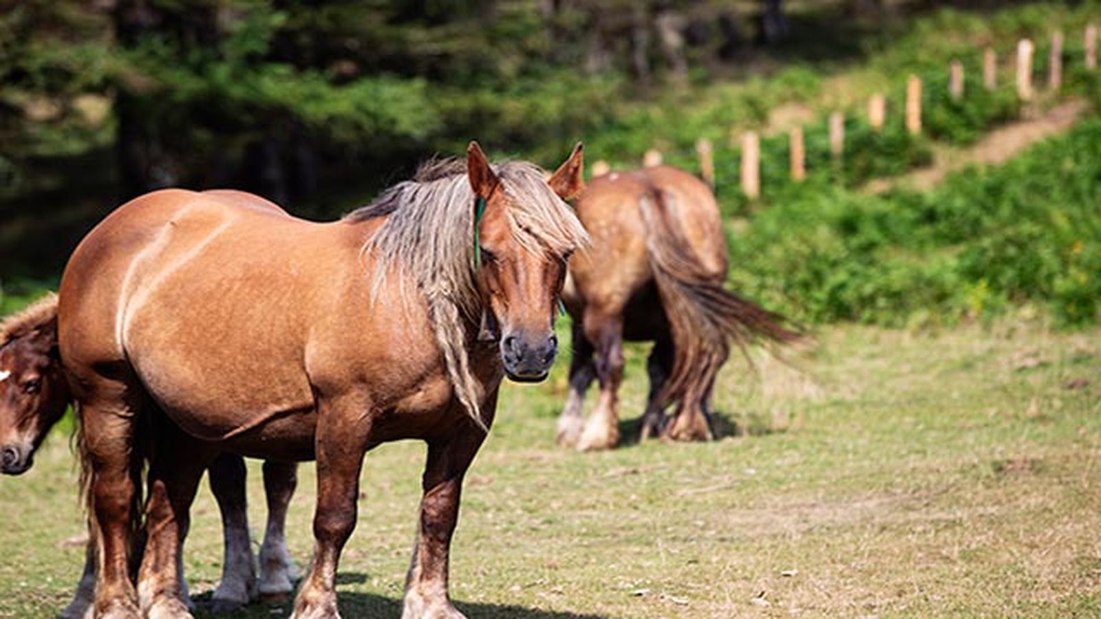 Caballo Burguete Caballo Burguete