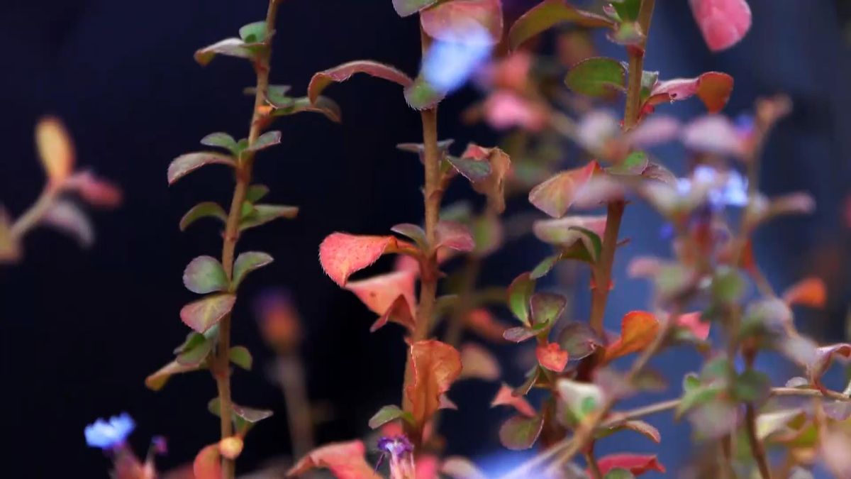 974 jardineria ceratostigma hojas rojizas