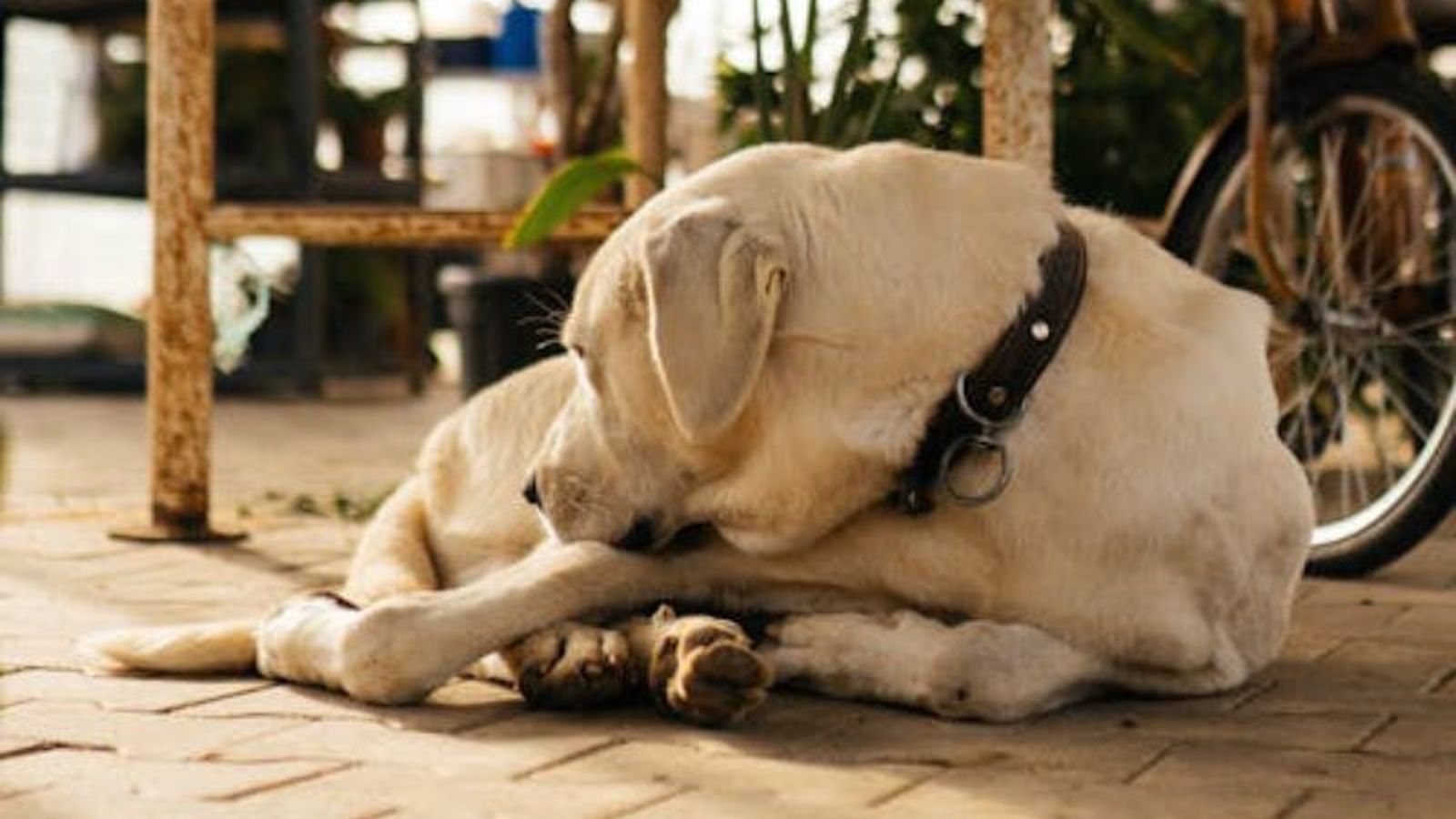 El tiempo que hay que esperar para sacar a un perro a pasear después de comer El tiempo que hay que esperar para sacar a un perro a pasear después de comer